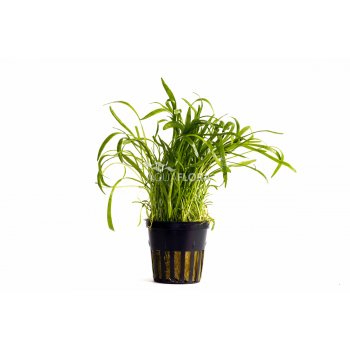 AQUAFLORA - LILAEOPSIS "NOVEA-ZEALANDIAE"